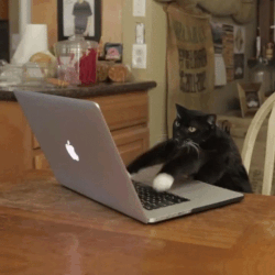 Resultado de imagem para gato digitando gif