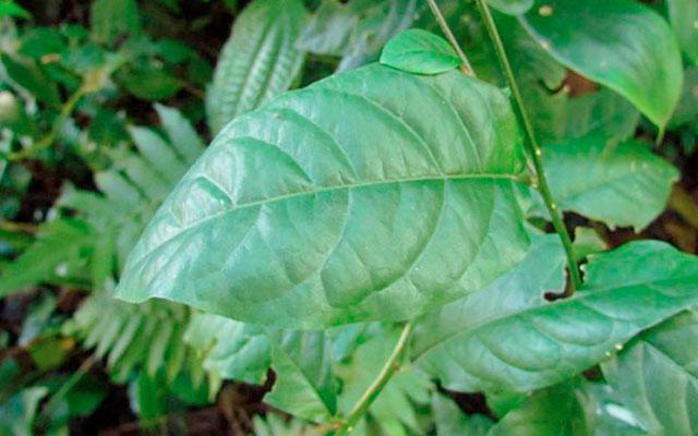 Planta guiné