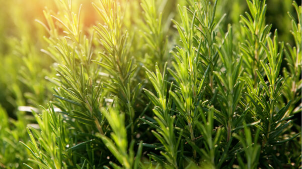 Descubra quais plantas ter dentro de casa e quais evitar