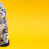 gato