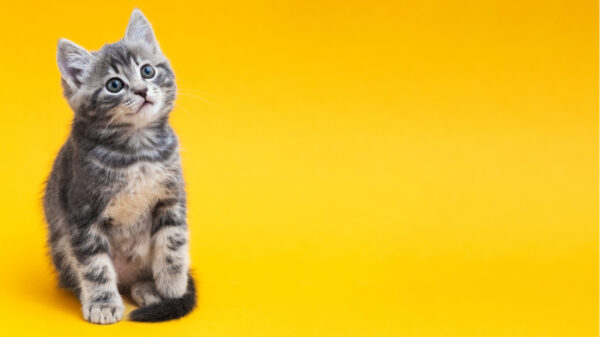 gato