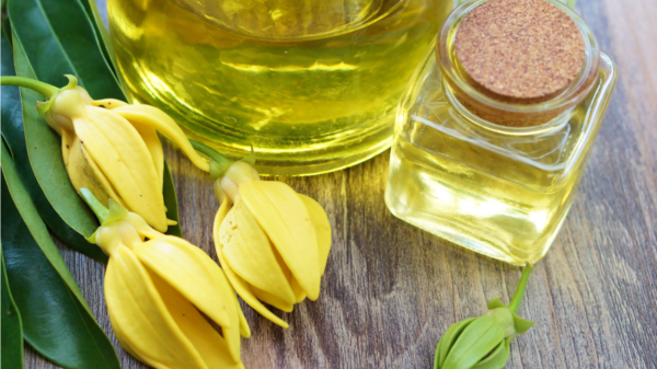ylang ylang
