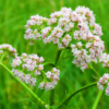 Flores de anis (erva-doce), Pimpinella anisum.