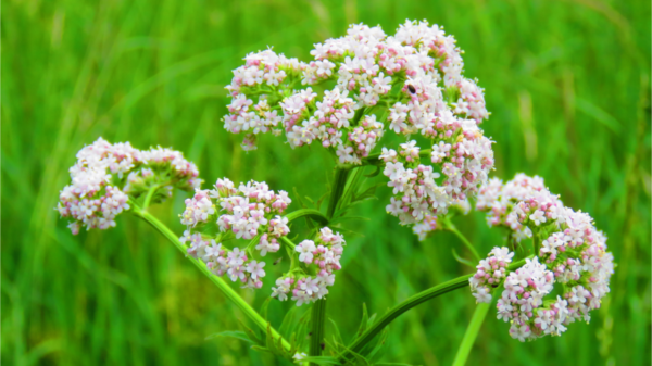 Flores de anis (erva-doce), Pimpinella anisum.