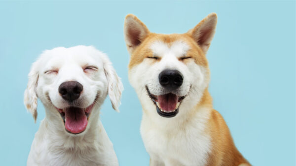 Dois cães sorridentes com expressão feliz e olhos fechados. Isolados no fundo azul.
