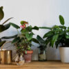 vasos com plantas em casa
