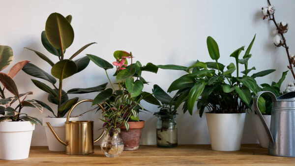 vasos com plantas em casa