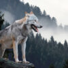 Lobo na montanha.