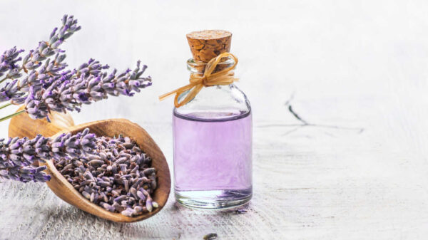óleo essencial de lavanda