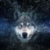 lobo