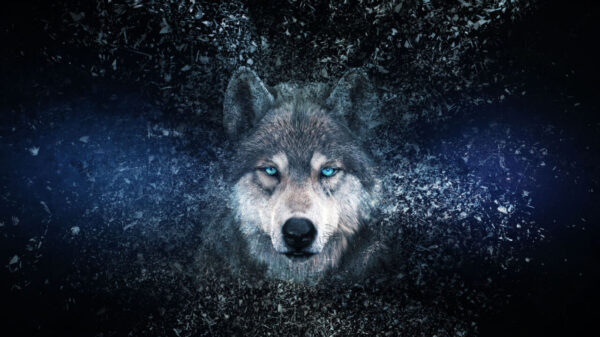 lobo