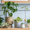 Sala com mesa de madeira, com uma composição de plantas em diferentes potes.