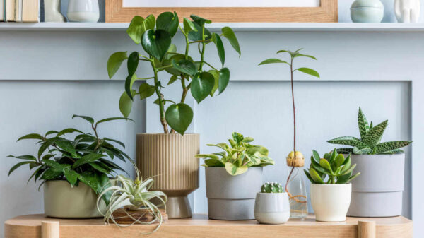 Sala com mesa de madeira, com uma composição de plantas em diferentes potes.