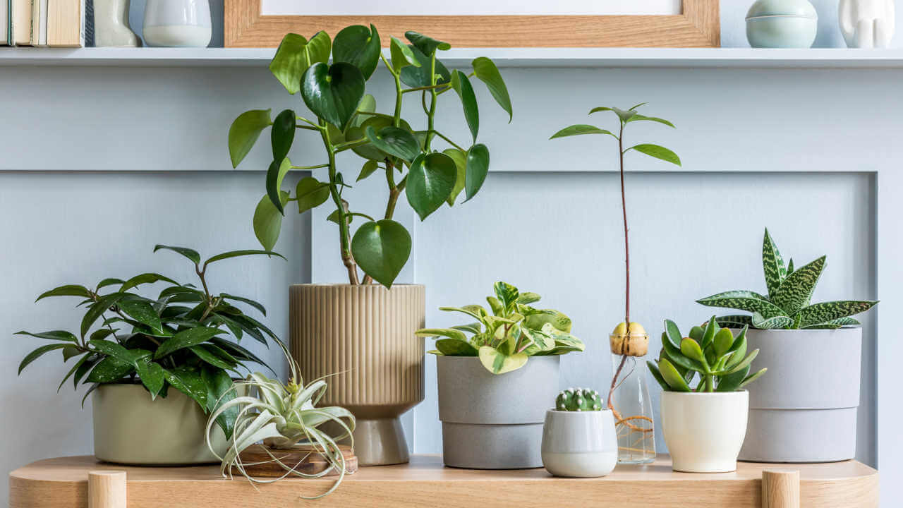 Sala com mesa de madeira, com uma composição de plantas em diferentes potes.