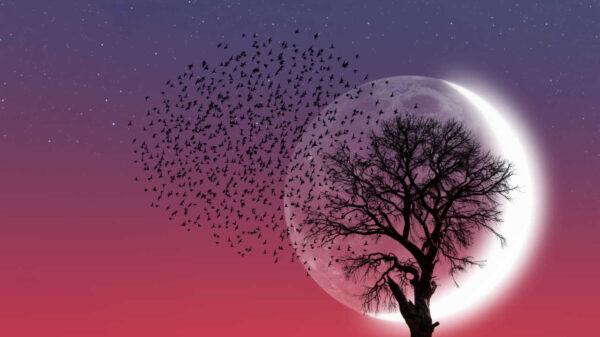 árvore e pássaros com uma lua nova ao fundo