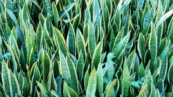 Plantação de Espada-de-Sao-Jorge
