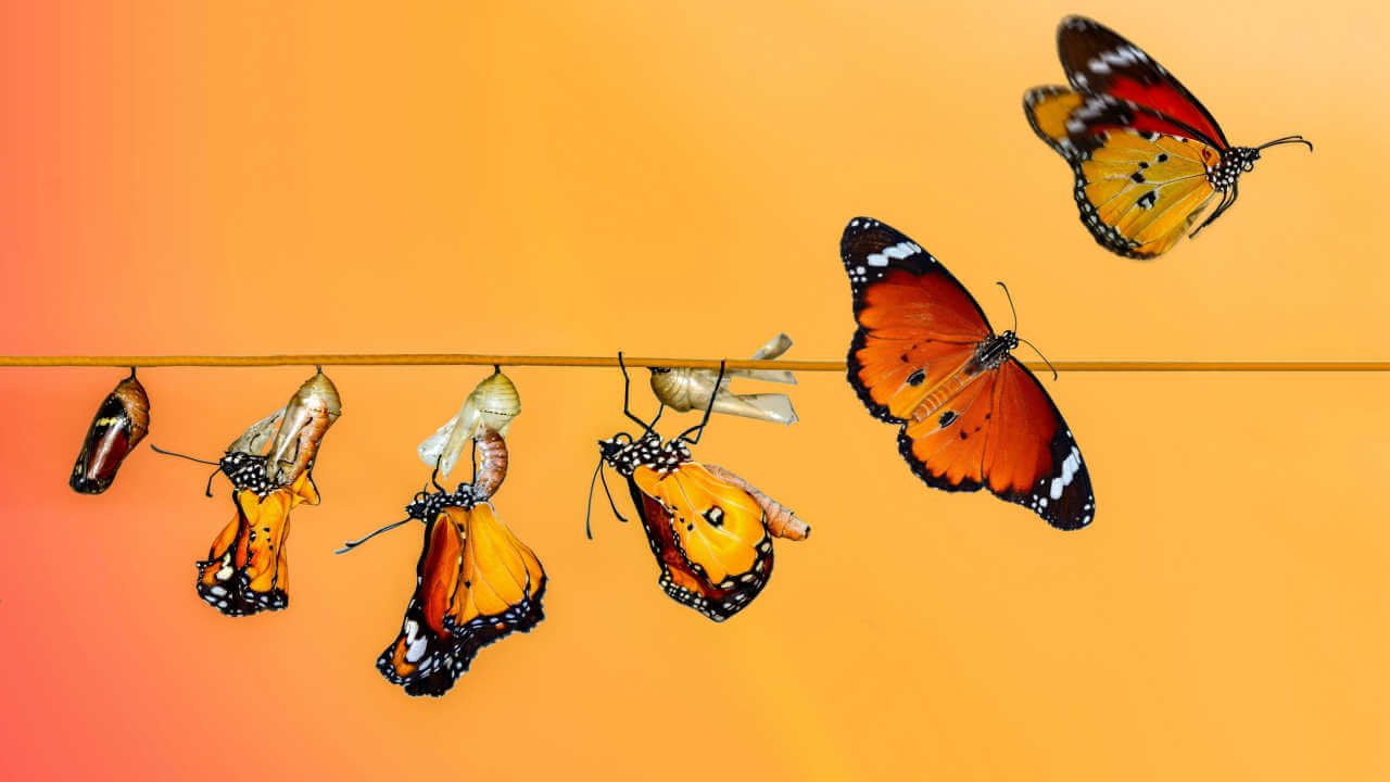 Conceito de transformação ao ilustrar as fases de uma borboleta.