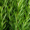 Ervas frescas de alecrim. Jardim de ervas de alecrim.