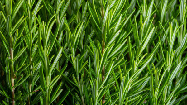 Ervas frescas de alecrim. Jardim de ervas de alecrim.