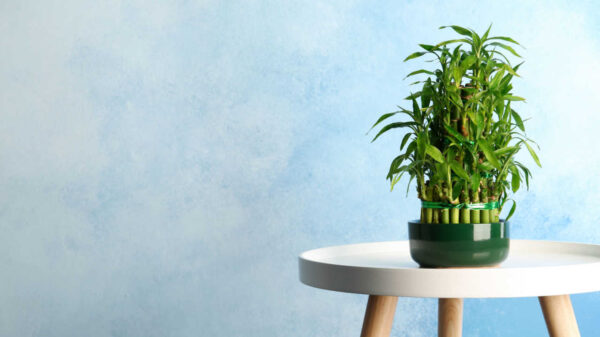 bambu-da-sorte em uma mesa branca em fundo azul