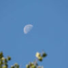 lua minguante com folhas de árvore no canto esquerdo