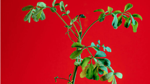Planta de arruda em fundo vermelho.