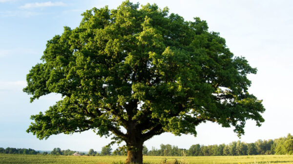 árvore grande em um campo