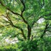 Sol brilhando intensamente através dos galhos tortos de uma majestosa árvore verde.