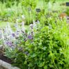 fotografia de um pequeno jardim com uma variedade de ervas plantadas