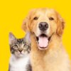 Saiba o que significa sonhar com animais