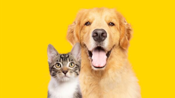 Saiba o que significa sonhar com animais
