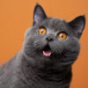 Gato assustado