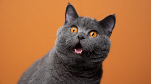Gato assustado