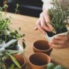 mão feminina plantando a mudinha de uma ervas com outras ervas ao lado esquerdo em cima de uma mesa de madeira