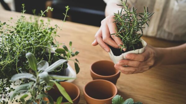 mão feminina plantando a mudinha de uma ervas com outras ervas ao lado esquerdo em cima de uma mesa de madeira