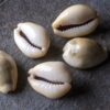 Pequenas conchas do mar chamadas Búzio (Búzio), de nome científico Cypraea Moneta.