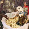 Santa Mãe do Candomblé segurando uma cesta com pipoca e uma imagem de São Jorge (Ogum).