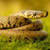 fotografia de uma cobra em um campo
