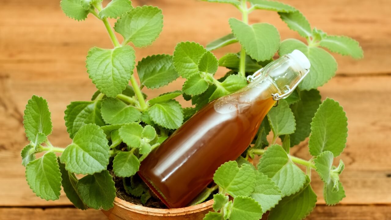 imagem de um vaso com erva plantada e uma garrafa de vidro em cima de uma mesa de madeira