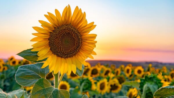 Prosperidade e alegria: 4 simpatias com a flor de Girassol