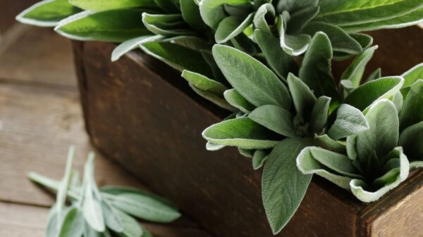 imagem de um vaso de madeira com salvia em cima de uma mesa de madeira