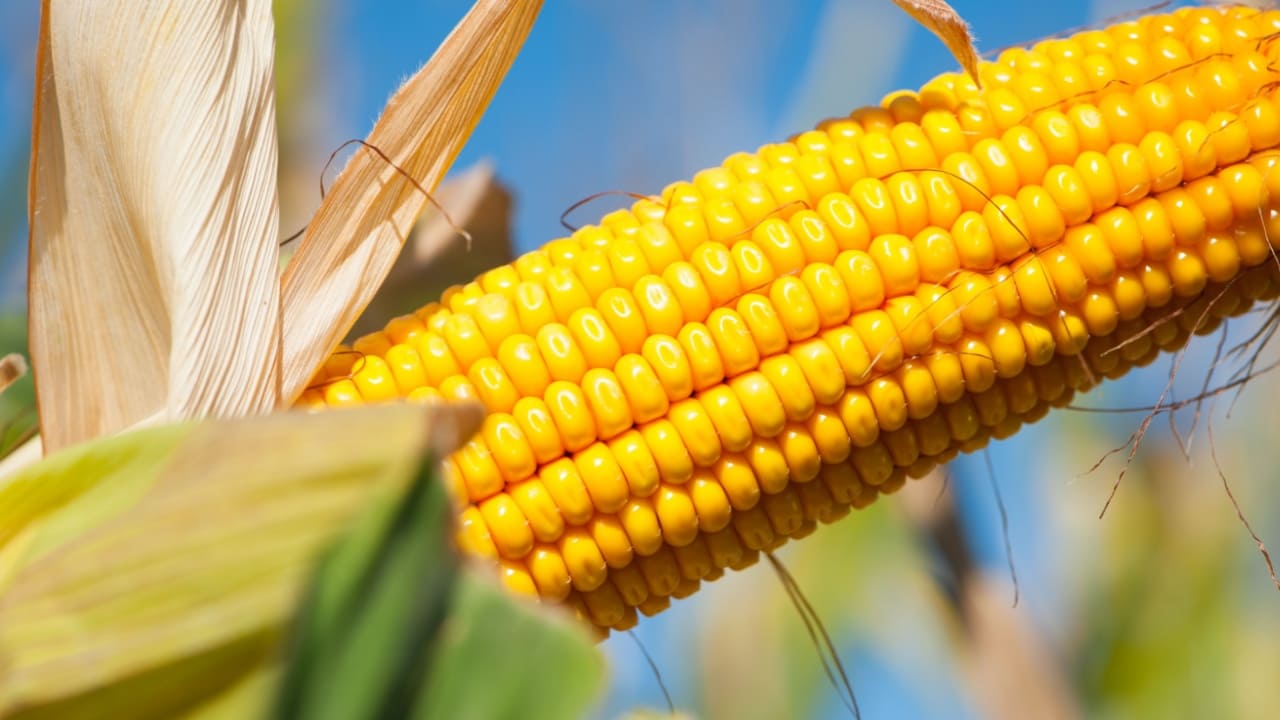 Aprenda simpatia do milho para chamar prosperidade