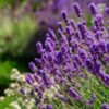 Lavanda: saiba mais sobre a planta do amor tranquilo