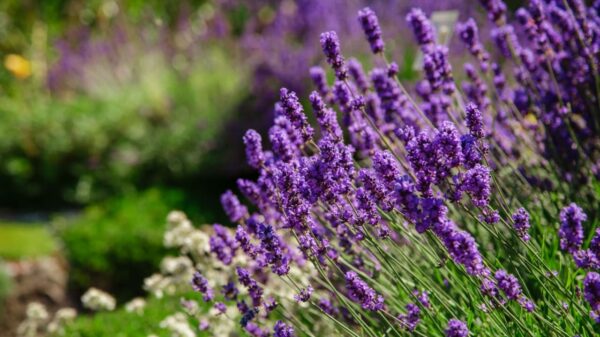 Lavanda: saiba mais sobre a planta do amor tranquilo