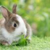 Sinal de alerta? Sonhei com coelhos, devo me preocupar?