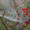 Sonhar com aranhas e teias, é ruim? Veja significados