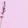 dois galhos de lavanda no lado esquerdo de uma imagem com fundo lilás