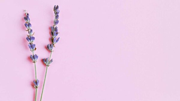 dois galhos de lavanda no lado esquerdo de uma imagem com fundo lilás