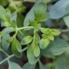 imagem preenchida com galhos da planta arruda e um galho está em destaque