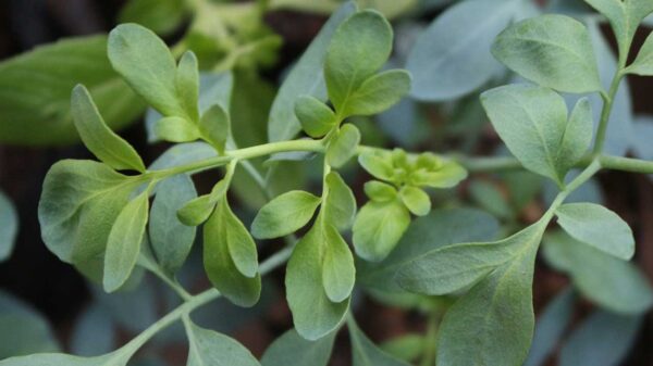 imagem preenchida com galhos da planta arruda e um galho está em destaque